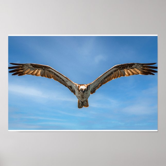 Osprey in Flight Wall Art | Bird of Prey Print (Front)