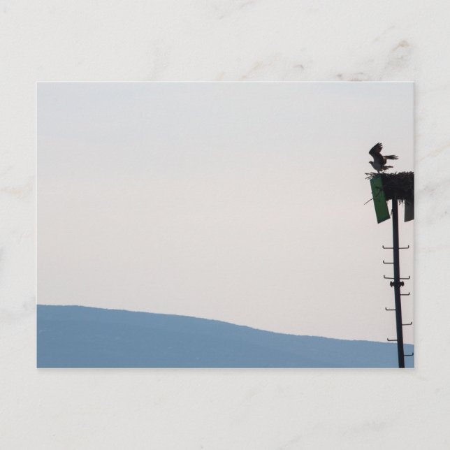 Osprey in Front of Mount Desert Island, Maine Postcard (Front)