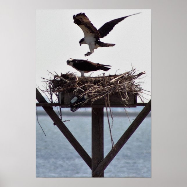 Osprey in Nest Poster (Front)