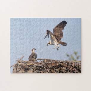 Osprey in the nest jigsaw puzzle