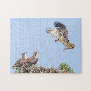 Osprey in the nest (three amigos) jigsaw puzzle
