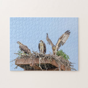 Osprey in the nest (three amigos) jigsaw puzzle