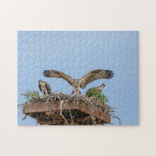 Osprey in the nest (three amigos) jigsaw puzzle