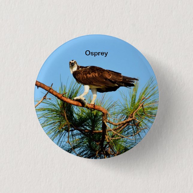 Osprey in the wild 3 cm round badge (Front)