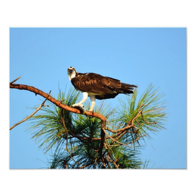Osprey in the wild photo print (Front)