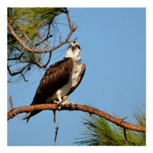 Osprey in the wild poster