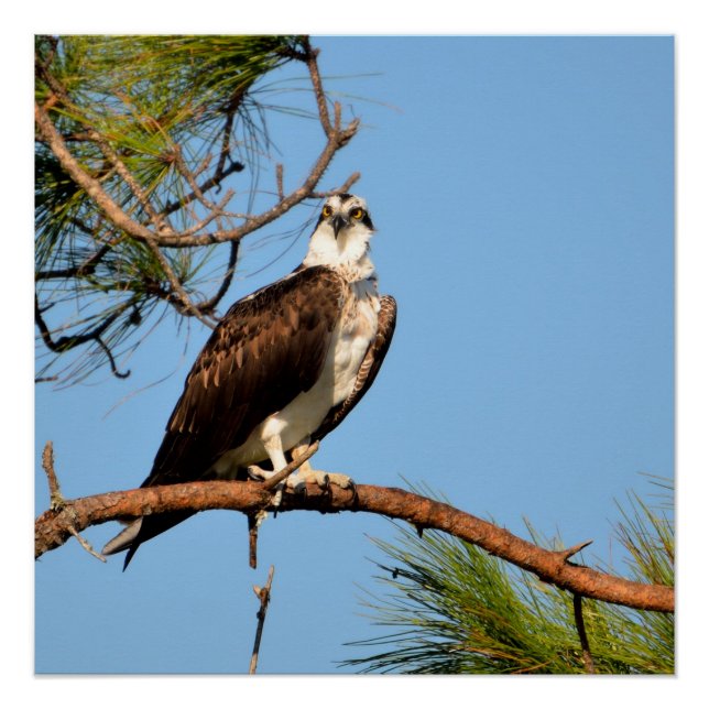 Osprey in the wild poster (Front)