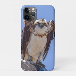 Osprey iPhone Case Coastal Bird Photography Art