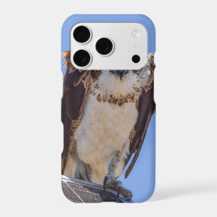 Osprey iPhone Case Coastal Bird Photography Art
