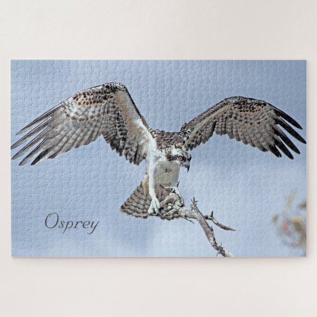 Osprey Jigsaw Puzzle (Horizontal)