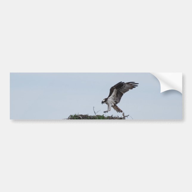 Osprey Landing Bumper Stickers (Front)