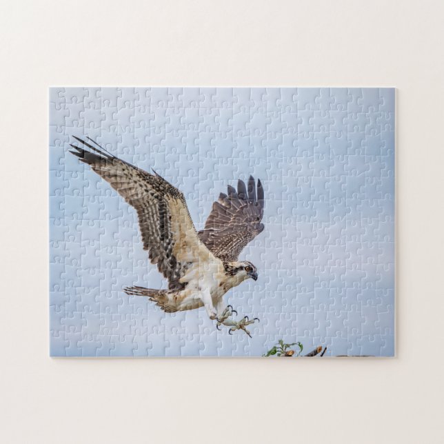 Osprey landing in the nest jigsaw puzzle (Horizontal)
