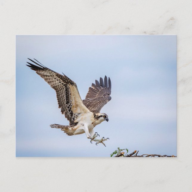 Osprey landing in the nest postcard (Front)