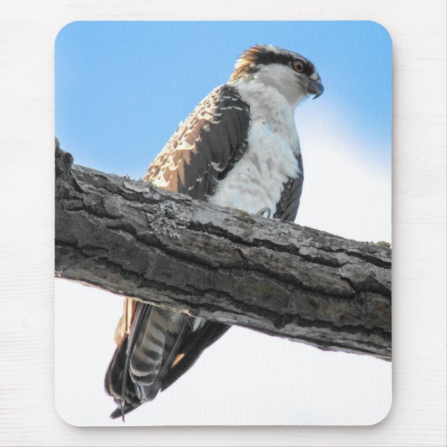 Osprey Mouse Pad (Front)