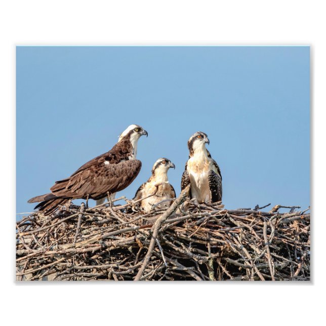 Osprey mum with her kids photo print (Front)