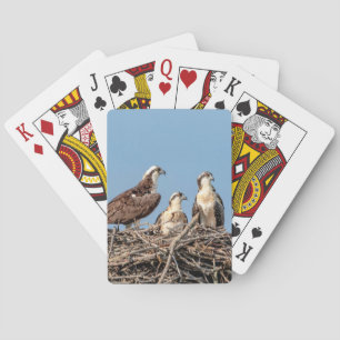 Osprey mum with her kids playing cards