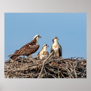 Osprey mum with her kids poster