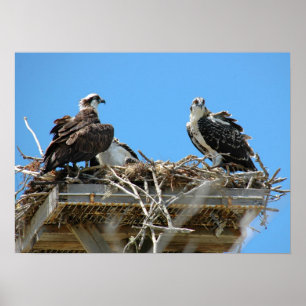 Osprey Mummy & Baby Poster