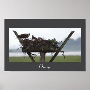 Osprey Nest Photo Poster