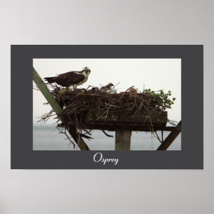 Osprey Nest Photo Poster