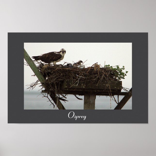 Osprey Nest Photo Poster (Front)
