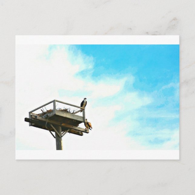 Osprey Nest Postcard (Front)