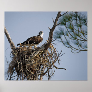 Osprey Nest Poster