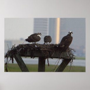 Osprey Nest Poster