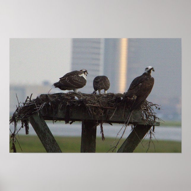 Osprey Nest Poster (Front)
