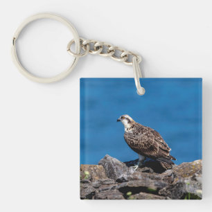 Osprey on the rocks key ring