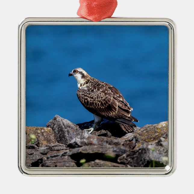 Osprey on the rocks metal tree decoration (Front)