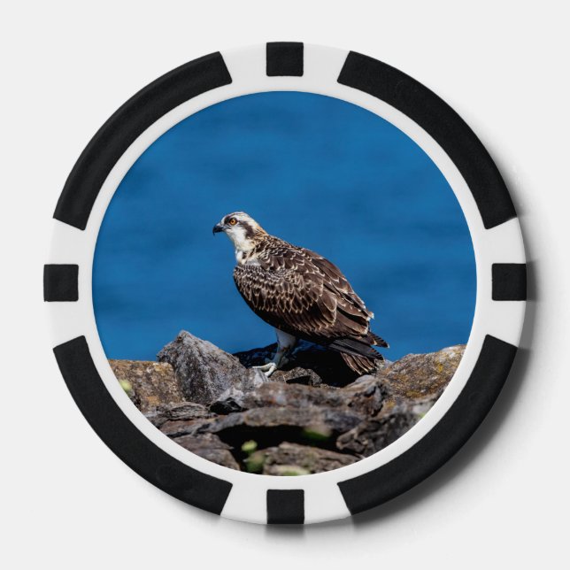 Osprey on the rocks poker chips (Front)