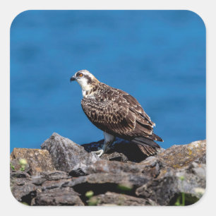 Osprey on the rocks square sticker