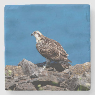 Osprey on the rocks stone coaster