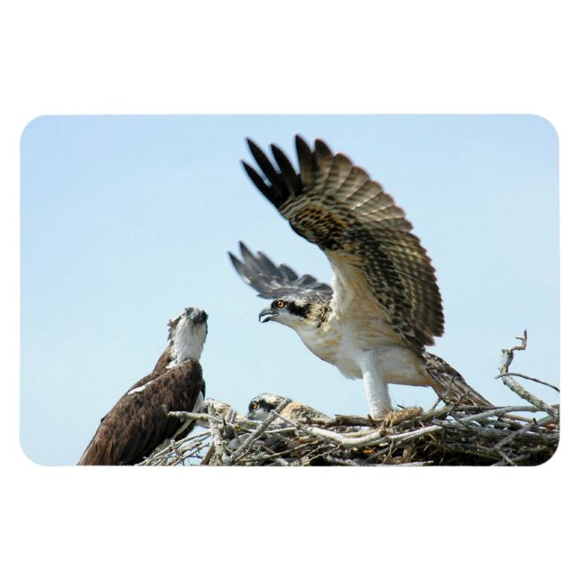 Osprey or hawk family Premium Flexi Magnet (Horizontal)