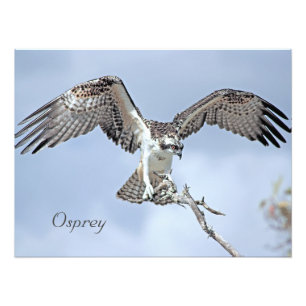 Osprey Photo Print