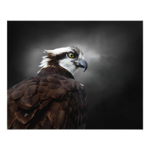 Osprey Profile Portrait Wildlife Photography Photo Print