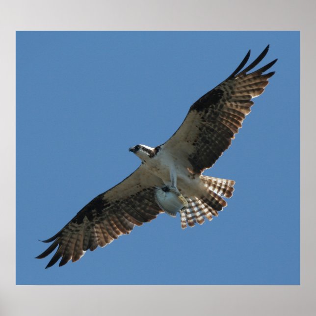 Osprey Raptor Bird & Halibut Fish Print (Front)