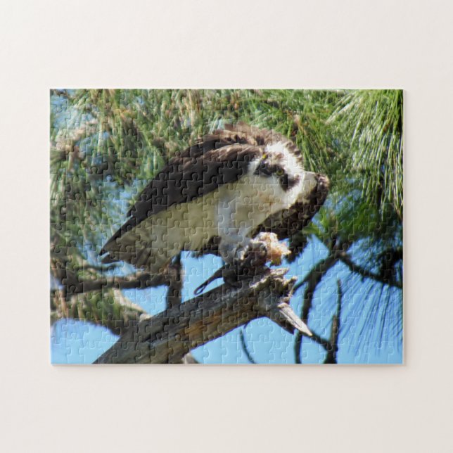 Osprey - Sea Hawk - Fish Hawk - Raptor  - Bird Jigsaw Puzzle (Horizontal)