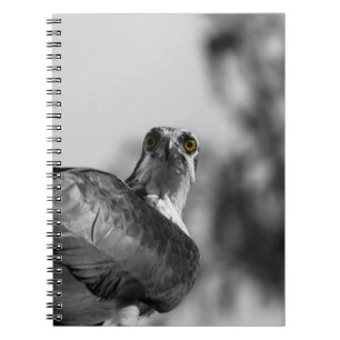 Osprey Staring down the Camera - Wildlife Photo Notebook