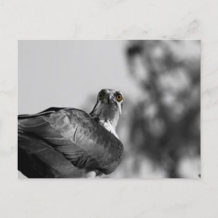 Osprey Staring down the Camera - Wildlife Photo Postcard