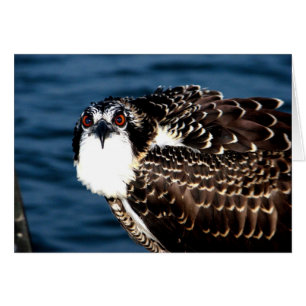 Osprey, Tilghman Island, Dogwood Harbour, Maryland
