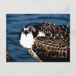 Osprey, Tilghman Island, Dogwood Harbour, Maryland Postcard
