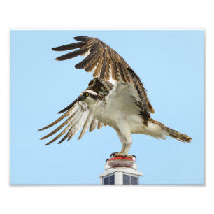 Osprey Unfurled 8x10 Print
