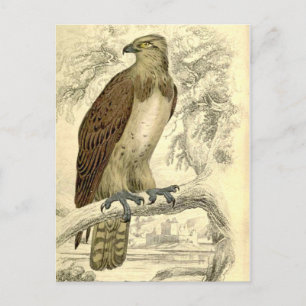 Osprey:  Vintage Jardine's  print postcard