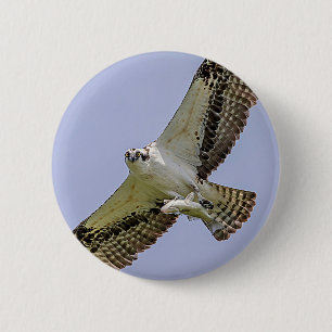 Osprey with a fish 6 cm round badge