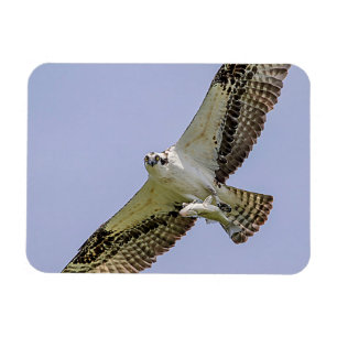 Osprey with a fish magnet