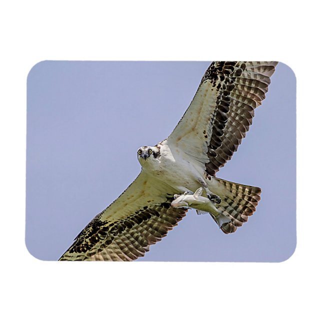 Osprey with a fish magnet (Horizontal)