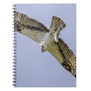 Osprey with a fish notebook