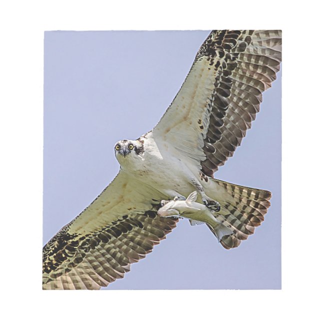 Osprey with a fish notepad (Front)